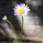 IMG_0488