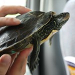 We saved a turtels life