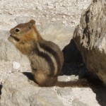 Ein kleiner Chipmunk :)