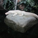 Albino Aligator