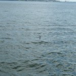 Delfin im Hafenbecken